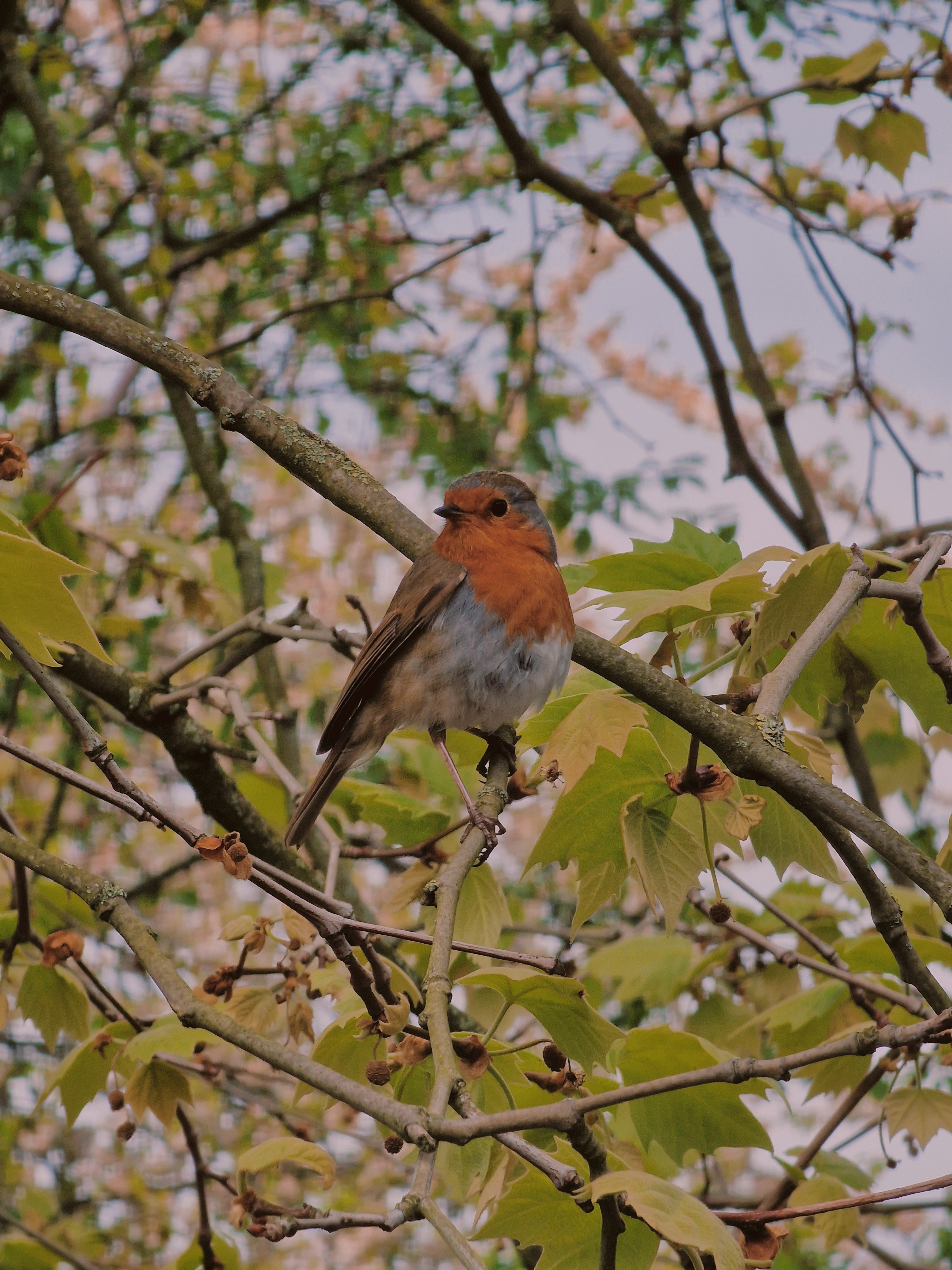 Robin